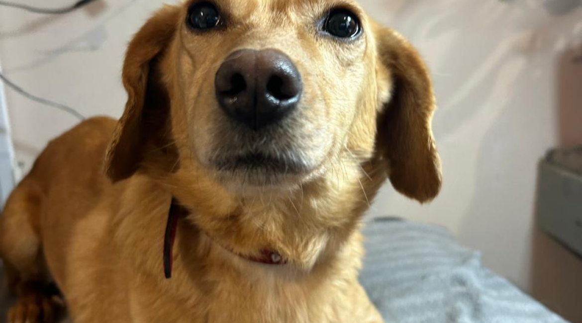 Chiens à adopter